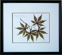 flatflowerbotanicals002003.jpg