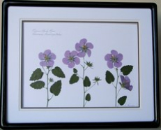flatflowerbotanicals002005.jpg
