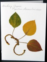 flatflowerbotanicals006005.jpg