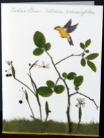 flatflowerbotanicals006006.jpg