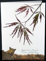 flatflowerbotanicals006009.jpg