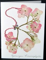 flatflowerbotanicals006014.jpg