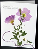 flatflowerbotanicals009006.jpg